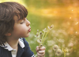 Little boy blowing on dandelions